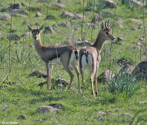 צבי ארץ ישראלי Mountain Gazelle Gazella  gazella                            מרכז רמת הגולן פברואר 2007